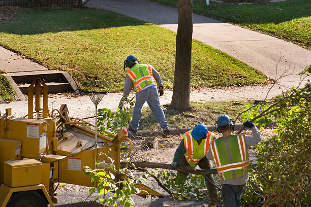 How Our Tree Care Process Works  in  North Oaks, MN